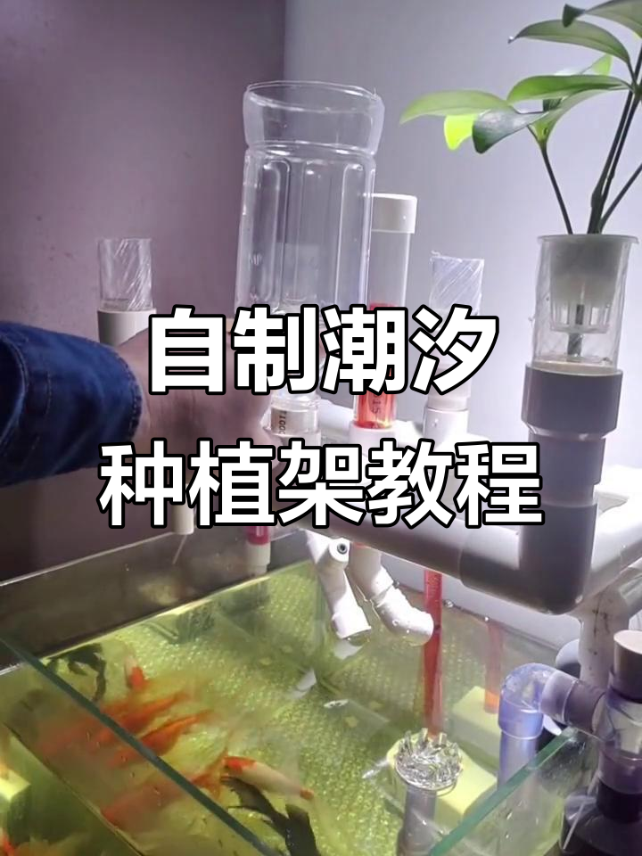 潮汐发生器原理揭秘:如何利用水泵和虹吸效应打造鱼菜共生系统
