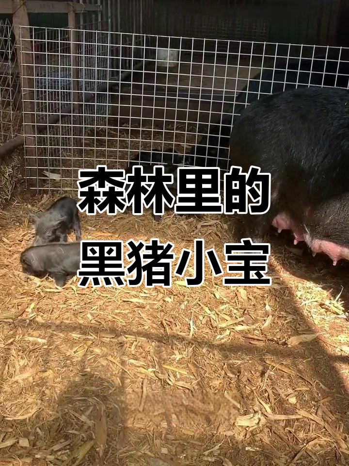 小猪宝宝萌态十足,四五天的黑猪肉小宝贝太可爱了