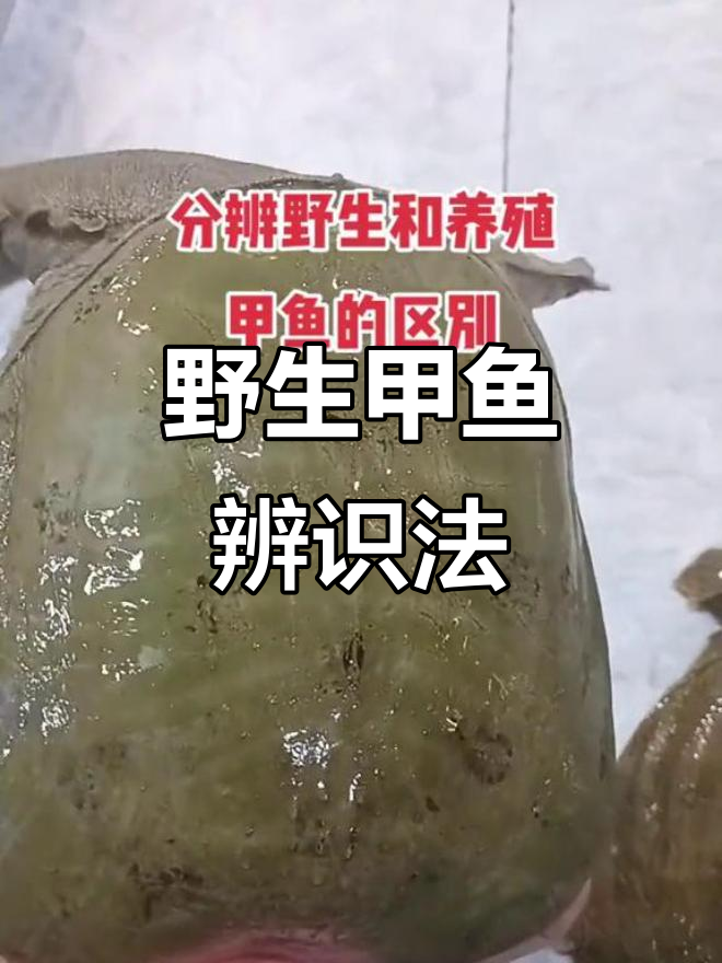 野生甲鱼辨别小技巧：看背、底板和爪子，活跃度也很关键！