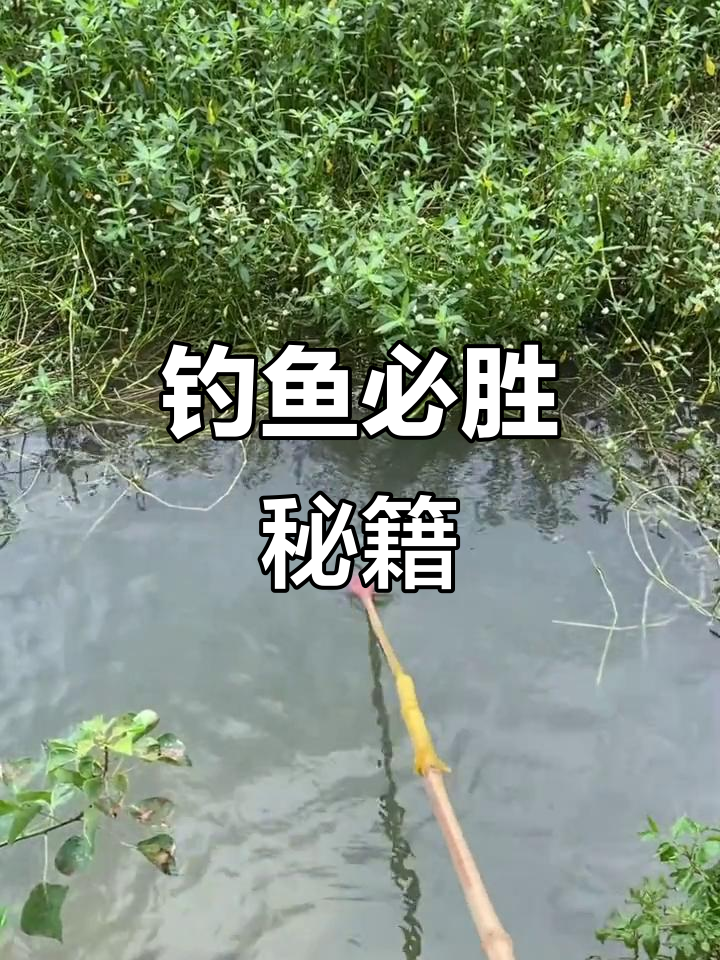 这款神奇饵料让鱼疯狂,100%引到水底
