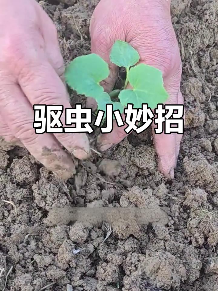 蔬菜瓜果遭虫害?喷一喷,轻松解决!