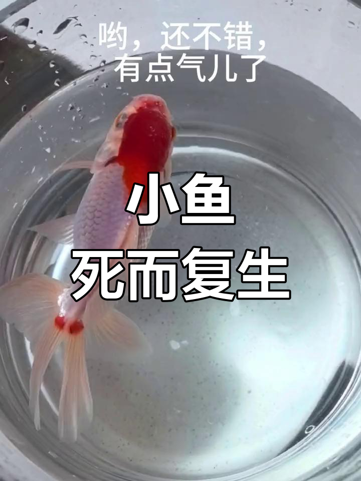 紧急抢救翻肚皮的小鱼