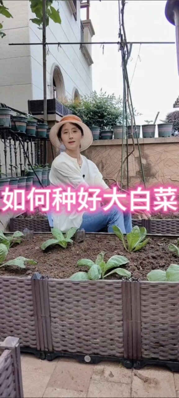 大白菜的种植时间和方法很关键
