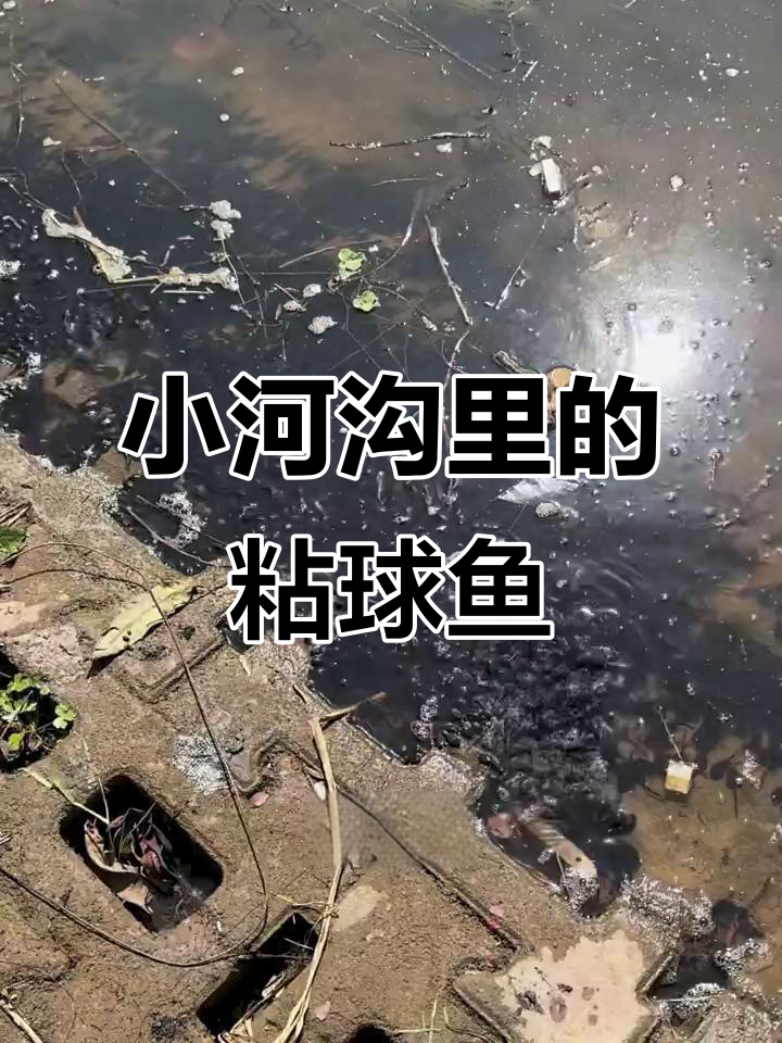东北小河沟里的小鲶鱼,密密麻麻的全是小鱼崽子