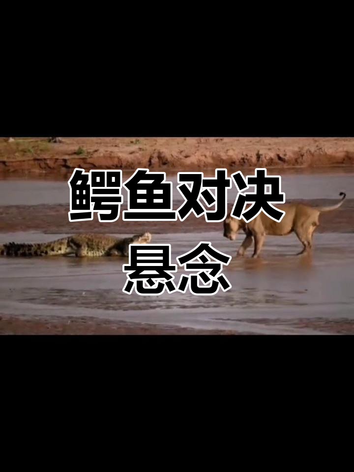 河马搅局,鳄鱼大战能否精彩上演?