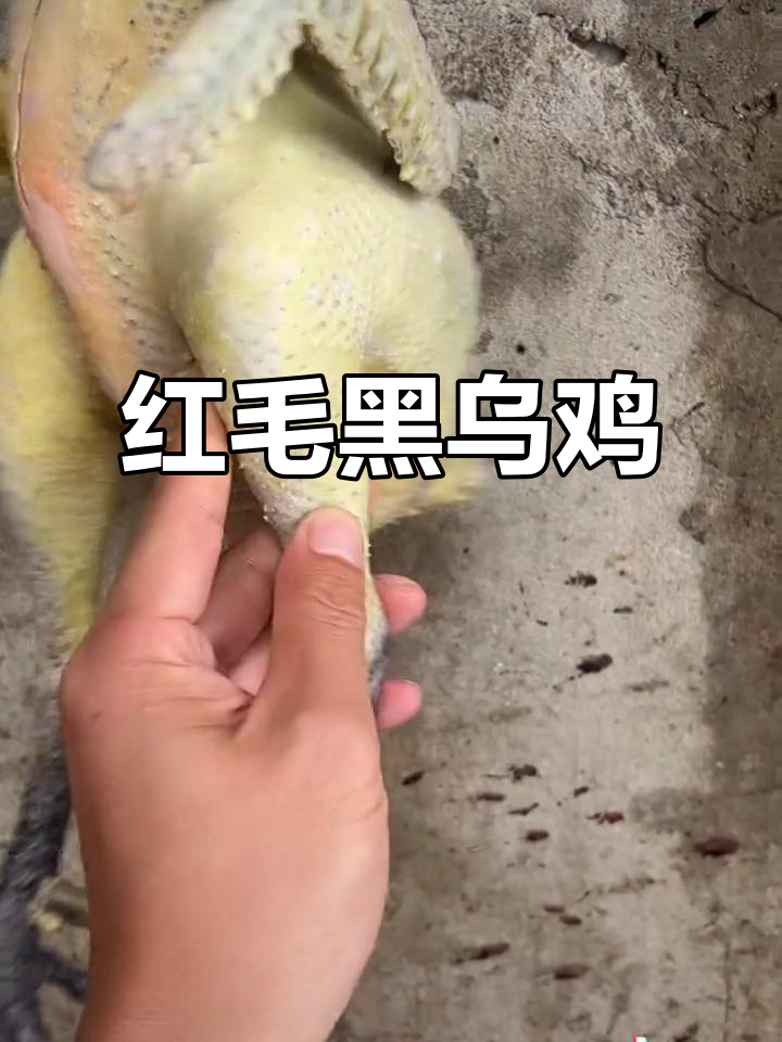 极品红毛黑乌鸡,四年老公鸡肉质鲜美