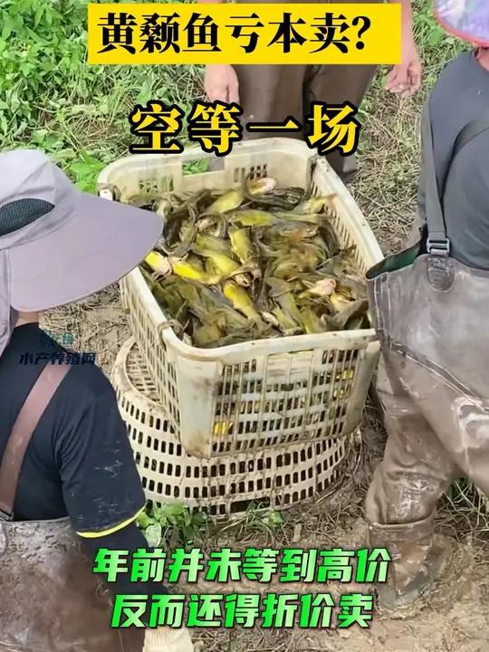 市场处于供大于求的状态,当前又正处于越冬期,出鱼须清塘,不少养殖户出鱼积极性不高
