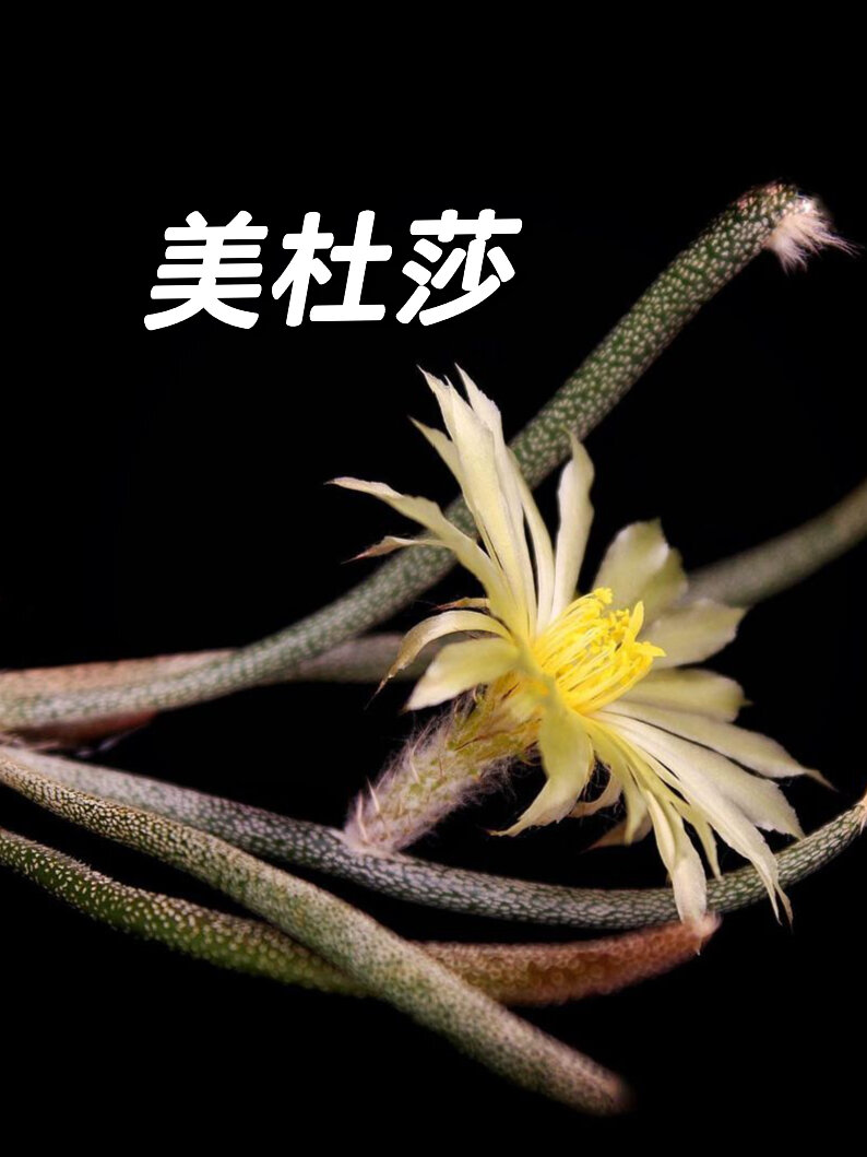 美杜莎仙人球