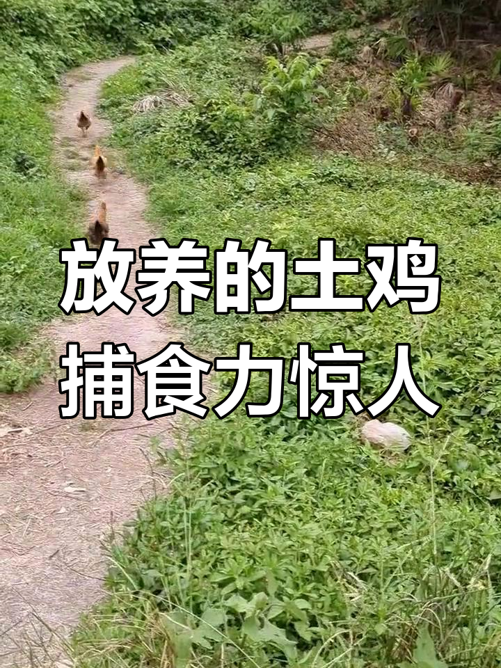 土鸡放养山林,吃虫抓草飞起猛烈