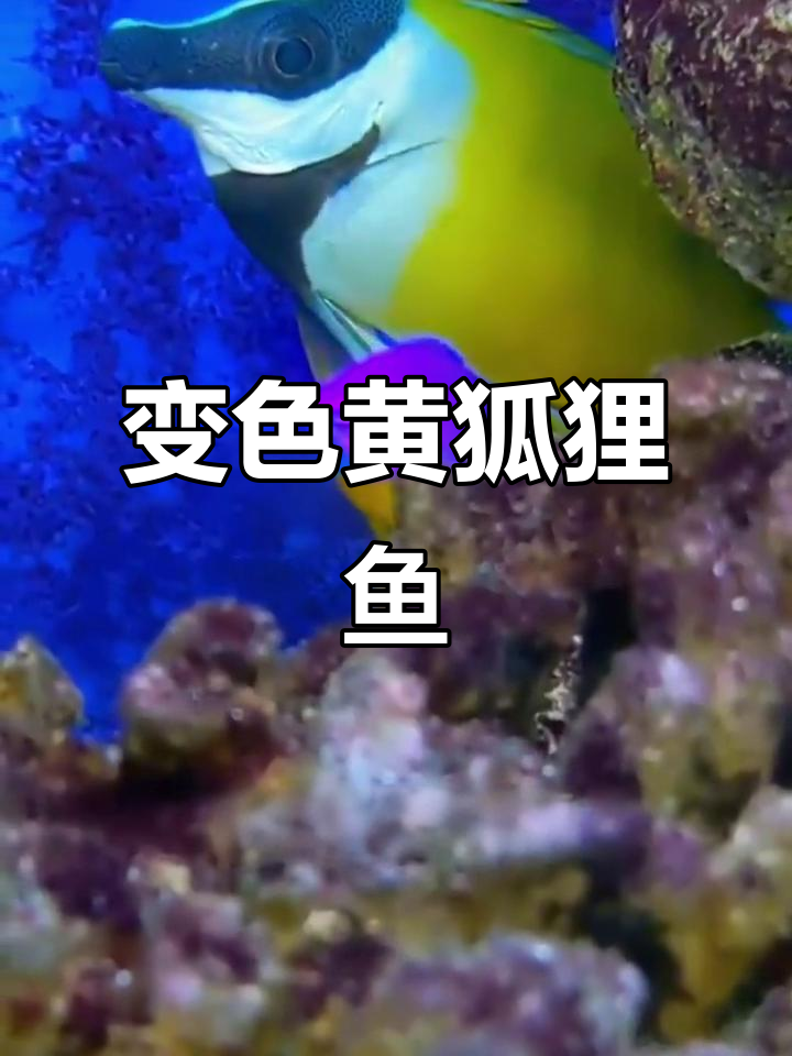黄狐狸鱼:变色、温和又易养的神奇海洋生物