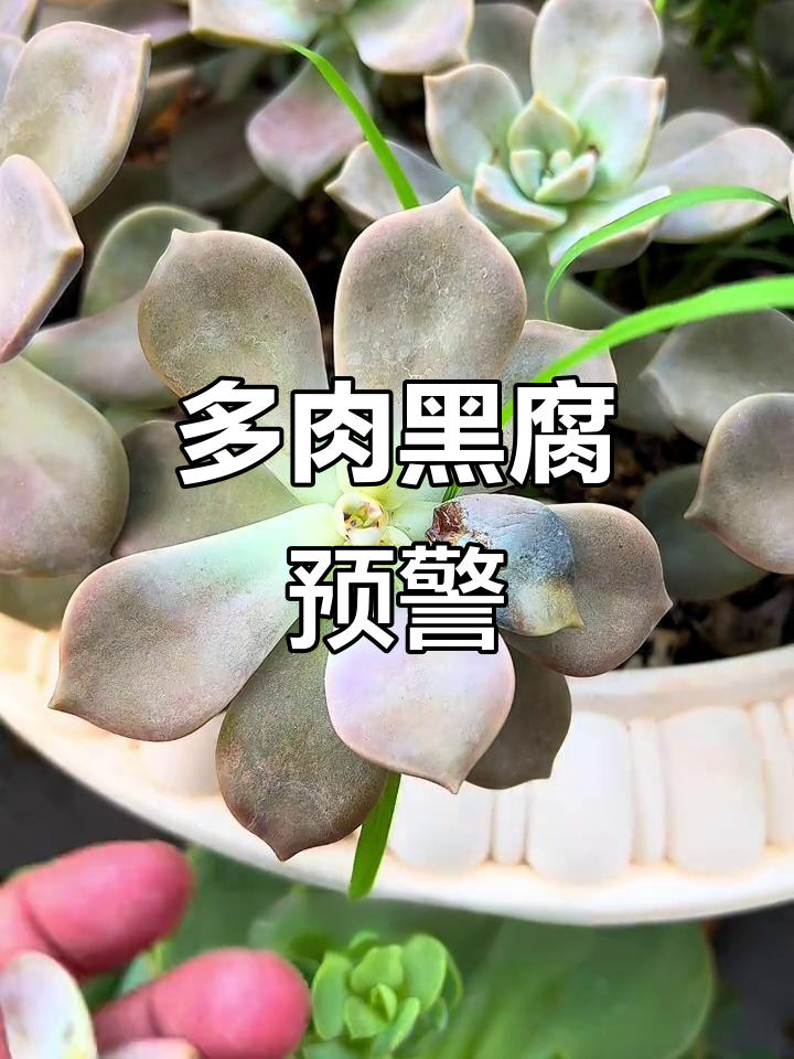 多肉黑腐前兆，如何判断并挽救