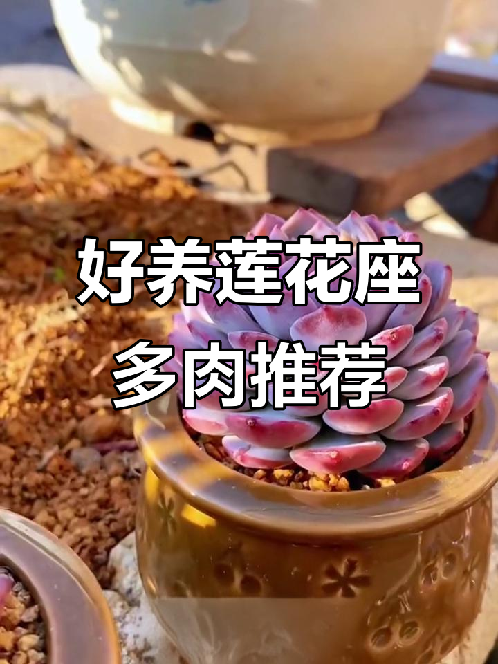 十款最耐养的莲花座多肉植物，轻松上手