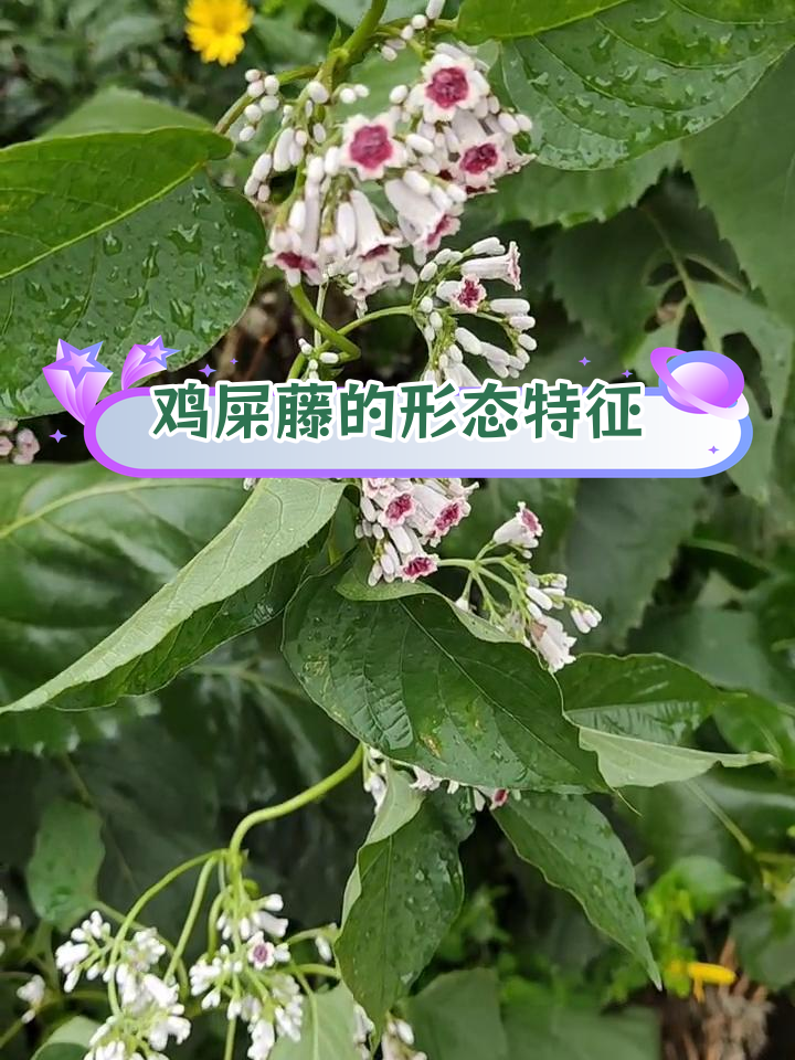 鸡矢藤:茜草科植物的特点