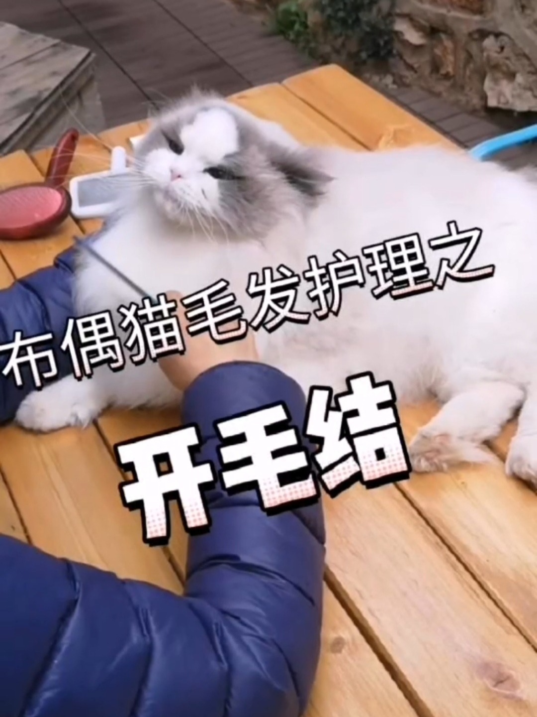 布偶猫不小心毛打结了怎么办?