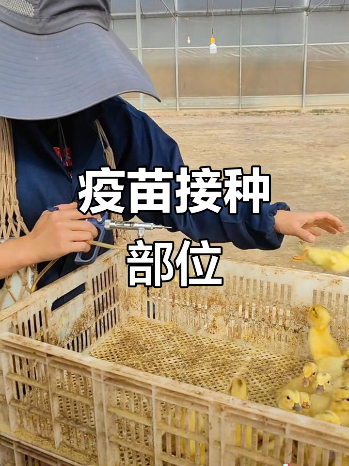 鸭苗疫苗注射位置,腿部肌肉需谨慎操作