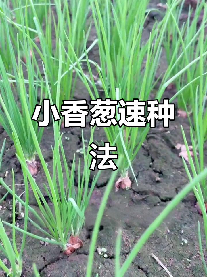 16天轻松收获小香葱，掌握种植技巧，快速发芽！