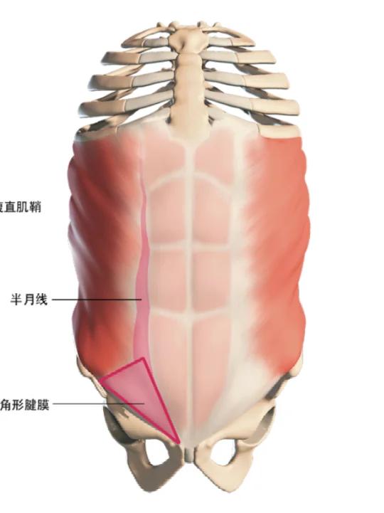 腹部肌肉的最外一层——腹外斜肌!