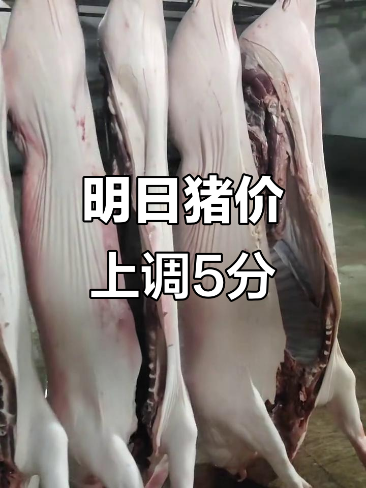 2026年2月3日:成都生猪行情上涨,四川市场价或续强