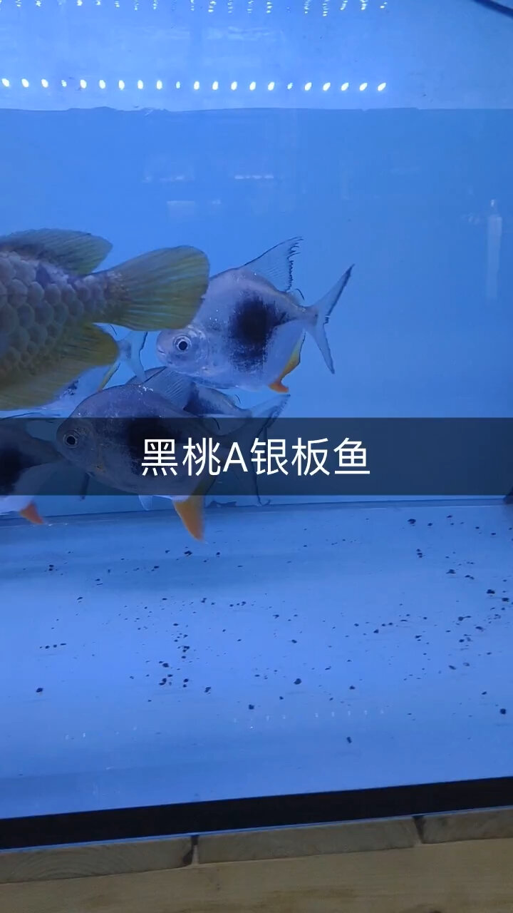 黑桃A银板鱼观赏鱼介绍