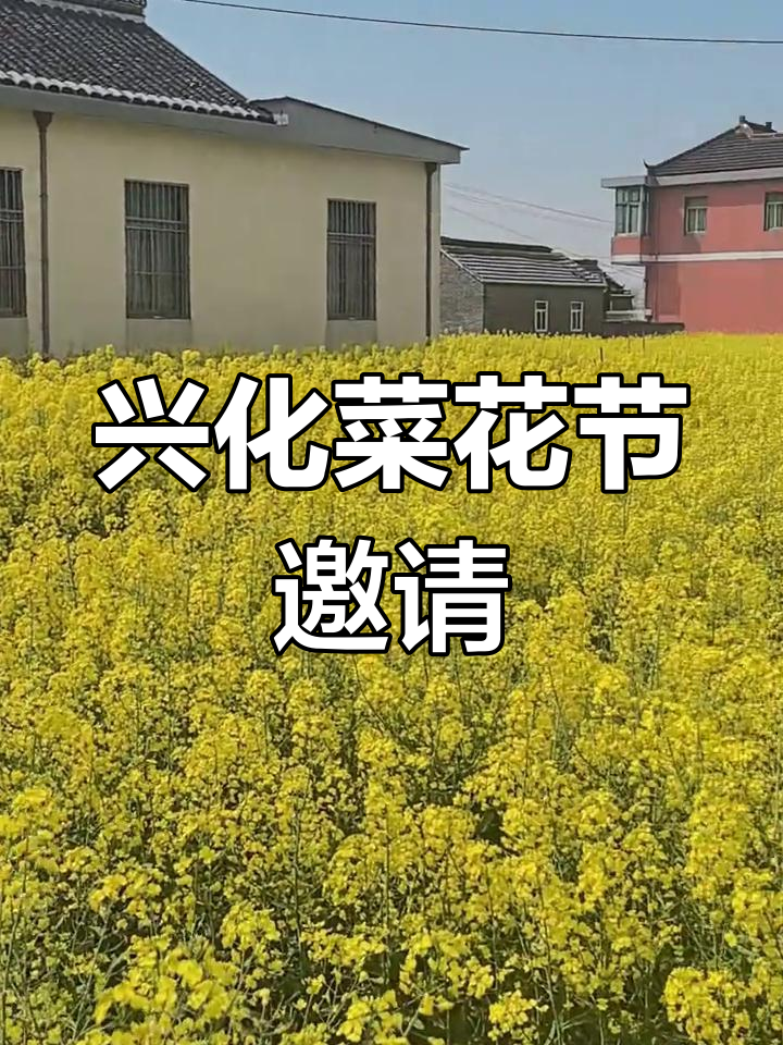 兴化千垛菜花节盛大开幕,邀您共赏美景