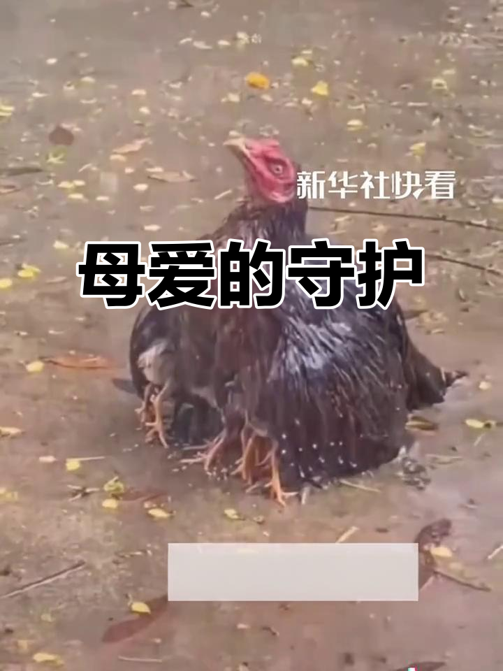 雨中鸡妈妈护子,小鸡调皮站背,网友感动:母爱如山