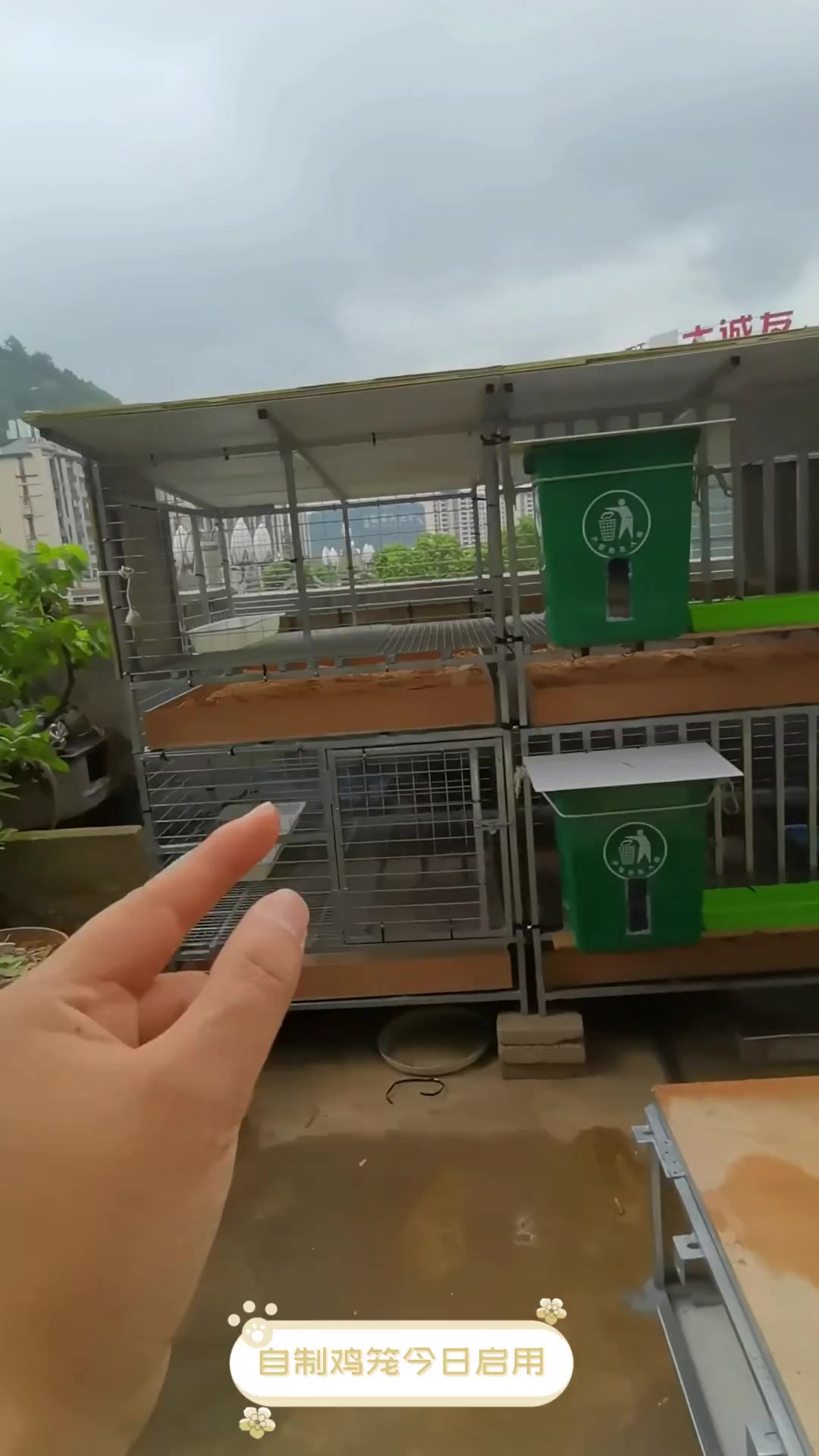 自制鸡笼今日启用