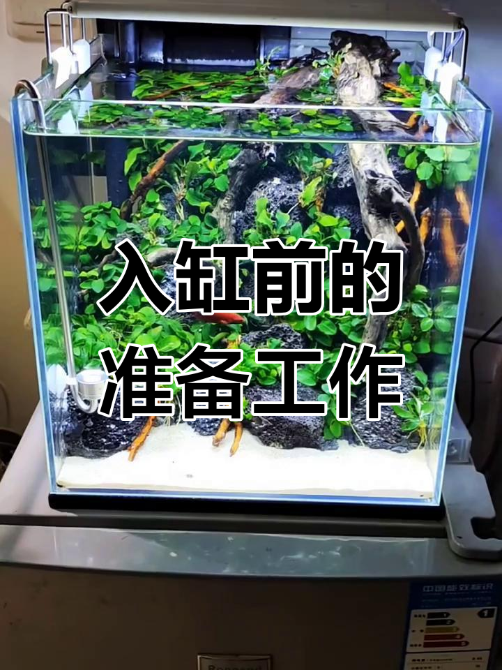 将军斗鱼入缸全过程,水质适应与过水技巧