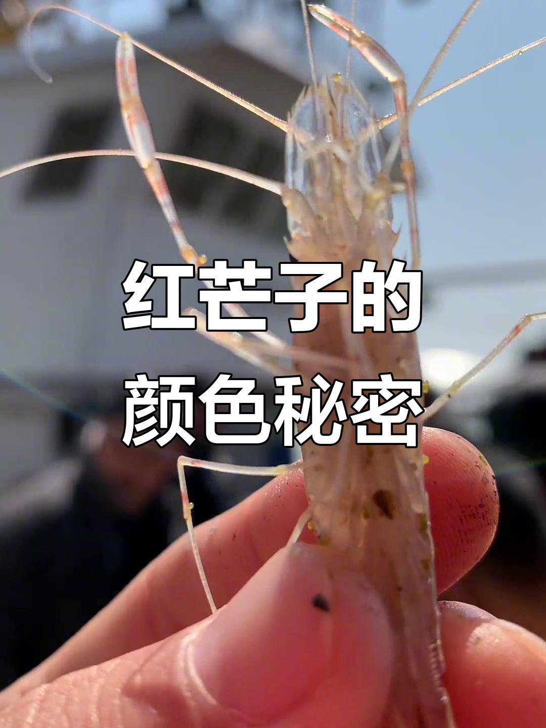 红芒子发青还是发红?原来是这样!