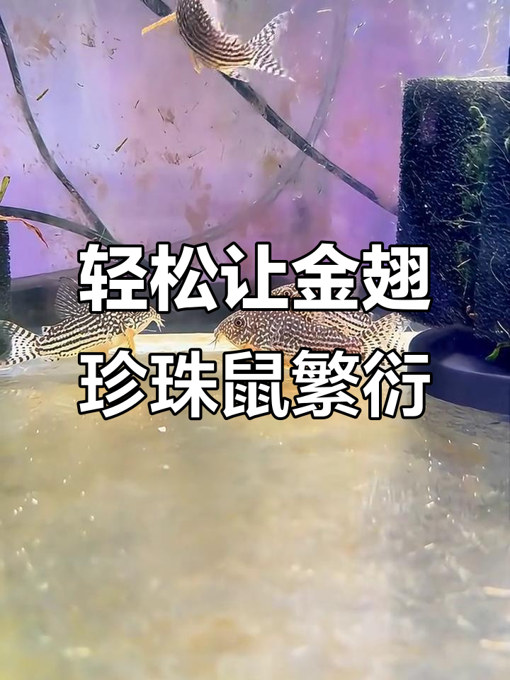 金翅珍珠鼠鱼繁殖全攻略:从缸体到产卵技巧一网打尽