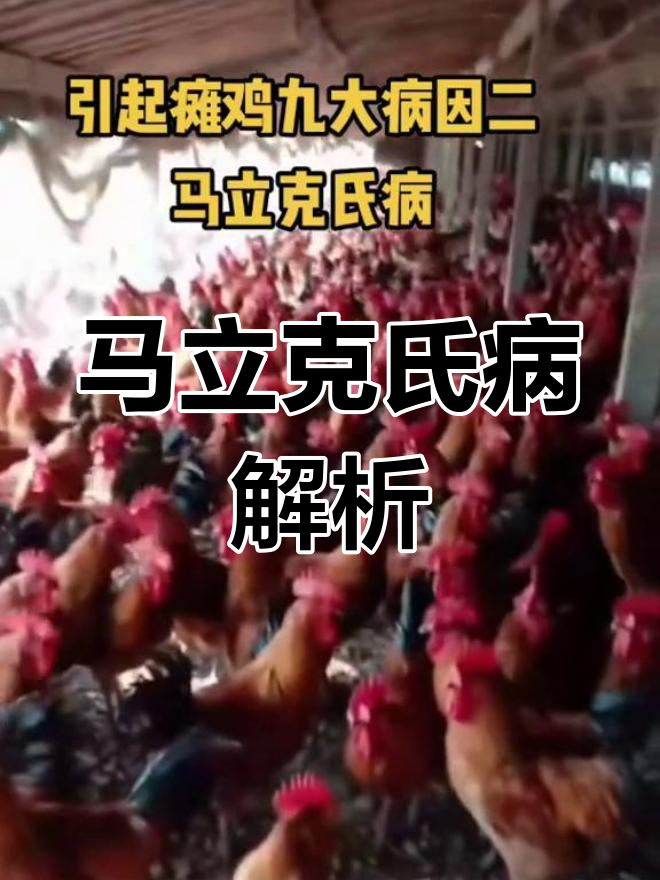 玛丽克氏病:引起鸡瘫痪的九大原因之二