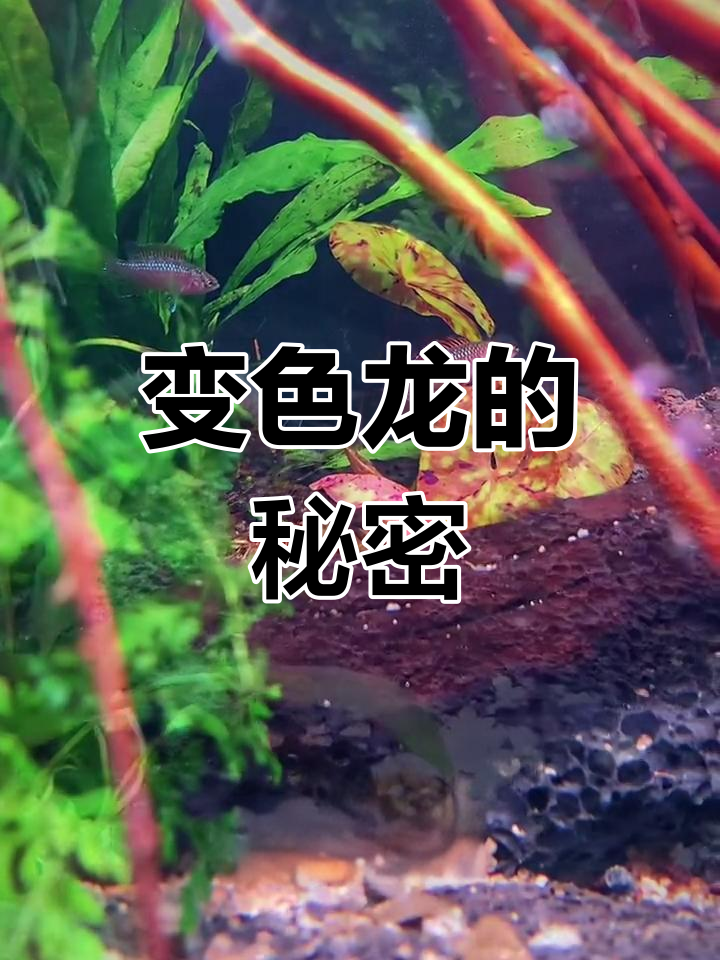 火焰变色龙:迷彩鱼中的“胆小鬼”