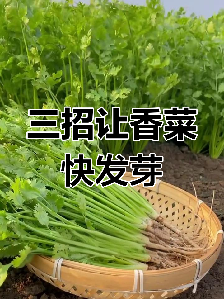 香菜种子快速出苗的三大秘诀,轻松搞定!