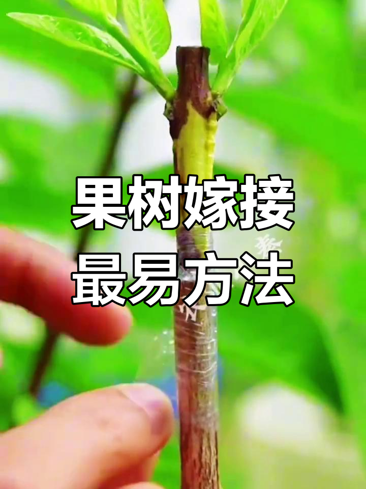 番石榴果树嫁接技巧,简单步骤教你轻松成活