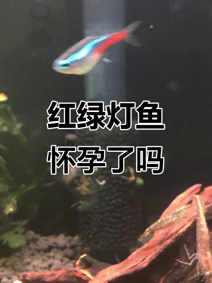 这只红绿灯鱼肚子大了，是不是怀孕了？