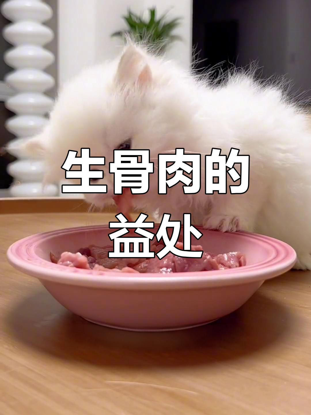 为什么给猫咪吃生骨肉?这些好处你必须知道