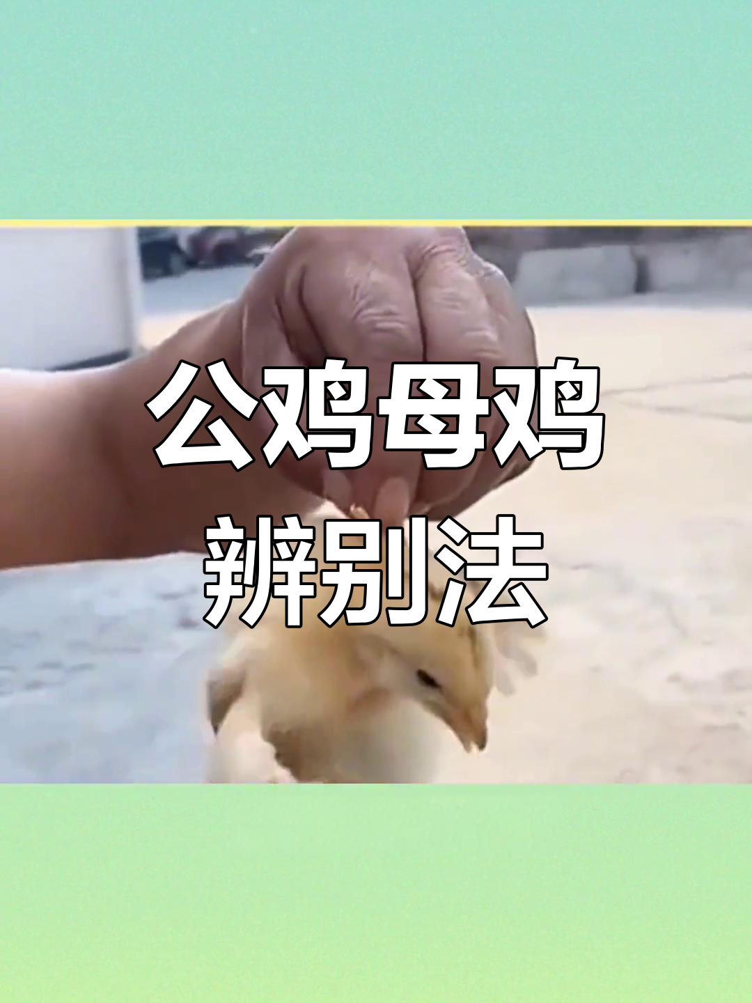 如何区分公鸡与母鸡