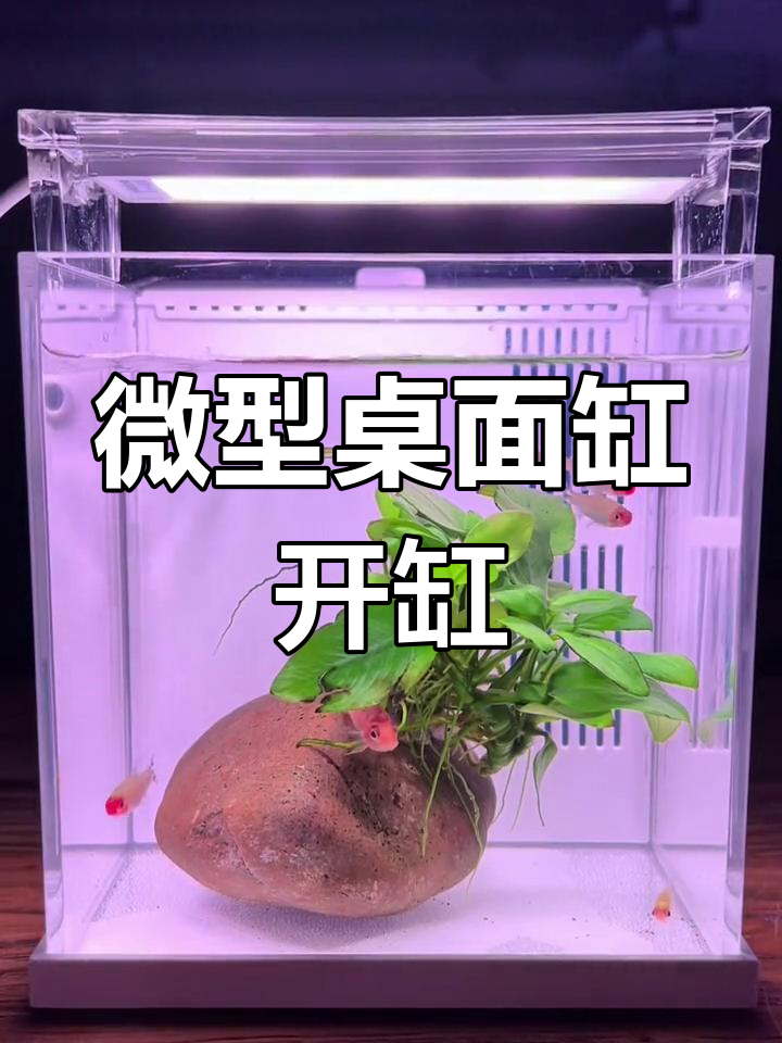 小型桌面鱼缸开缸,绿材与水泵搭配完美