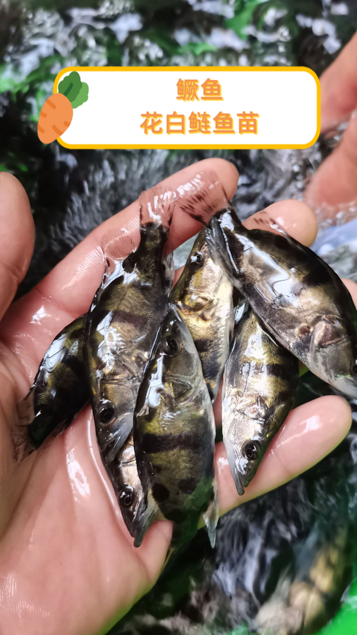 鳜鱼花白鲢鱼苗
