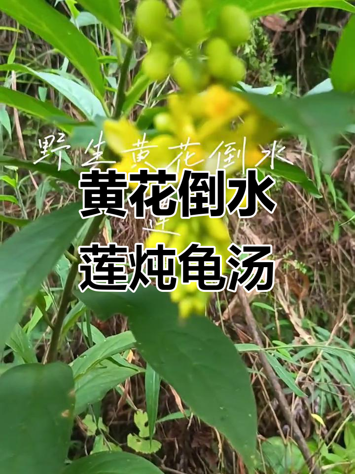 黄花倒水莲与乌龟煲汤,滋补效果惊人