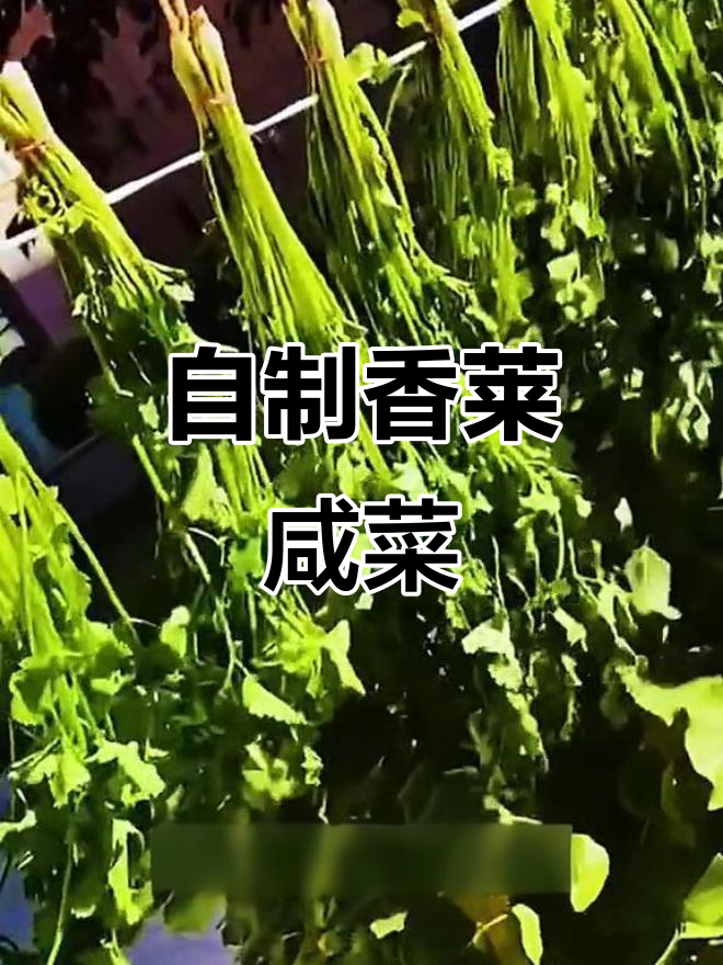 香菜咸菜轻松做,冬季下饭必备小美味