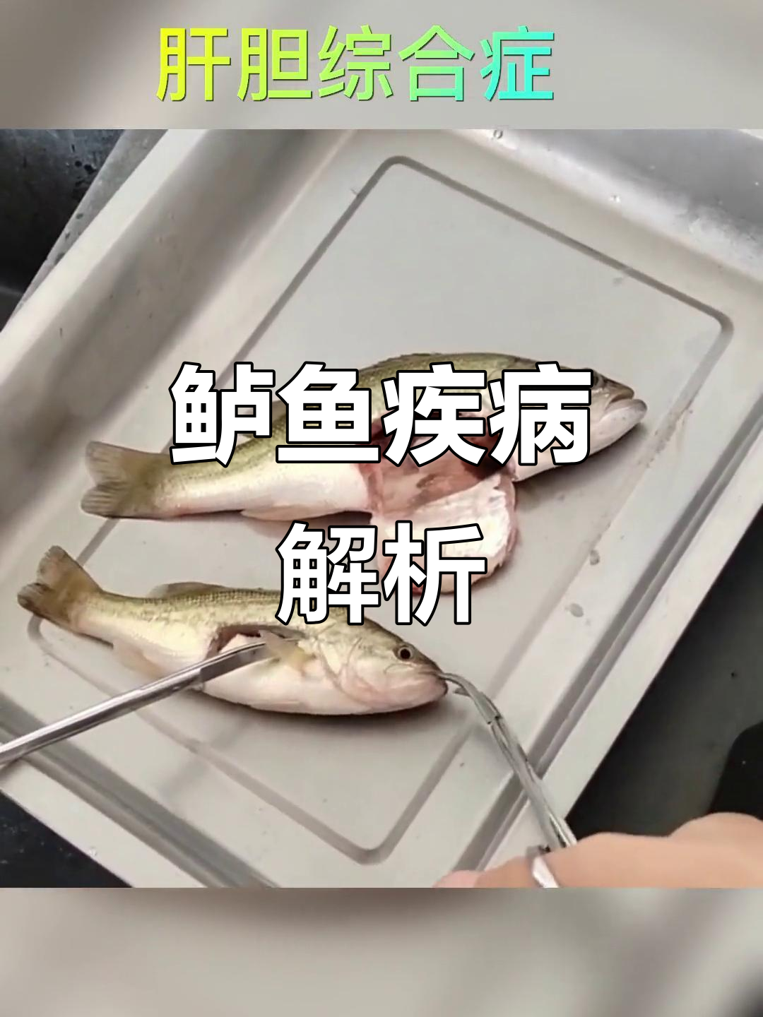 鲈鱼肝胆综合症:不吃食也能活泼,但危害不小