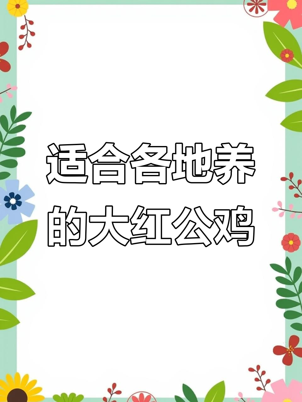 大红公鸡全国适宜饲养，超模风采尽显