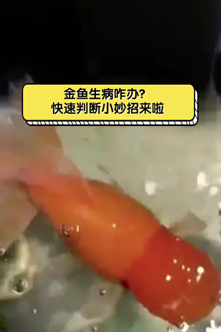 金鱼生病咋办?快速判断小妙招来啦