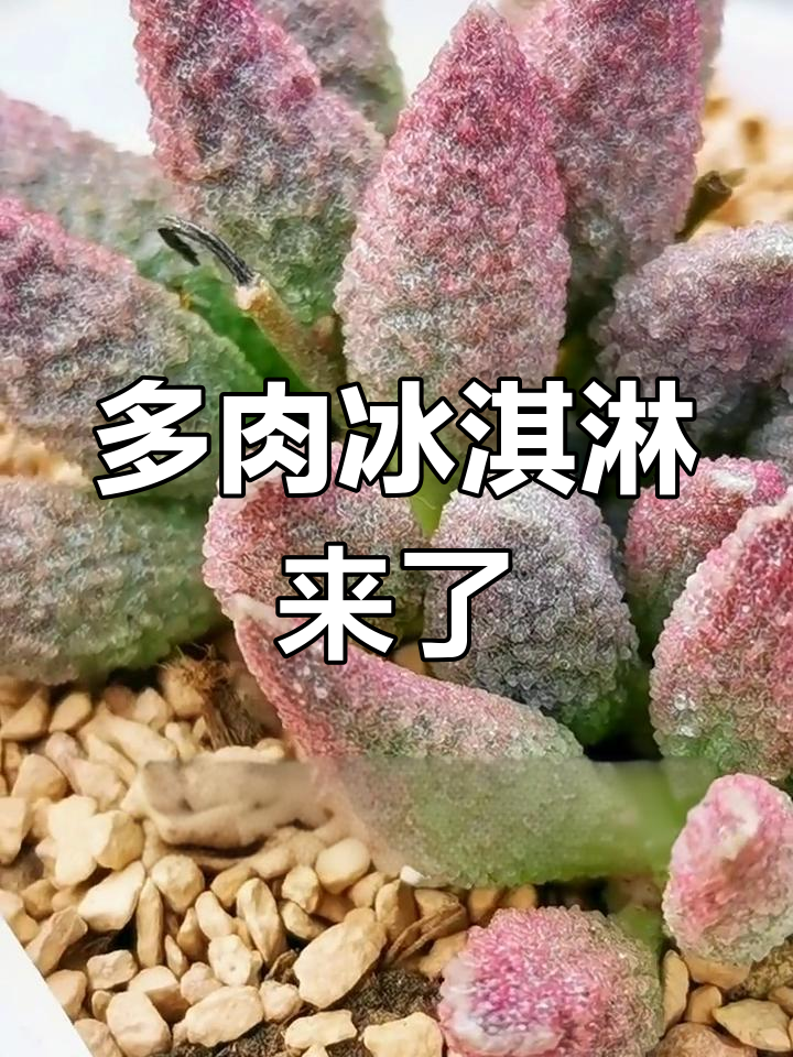 夏日清凉来袭,多肉植物冰淇淋等你尝