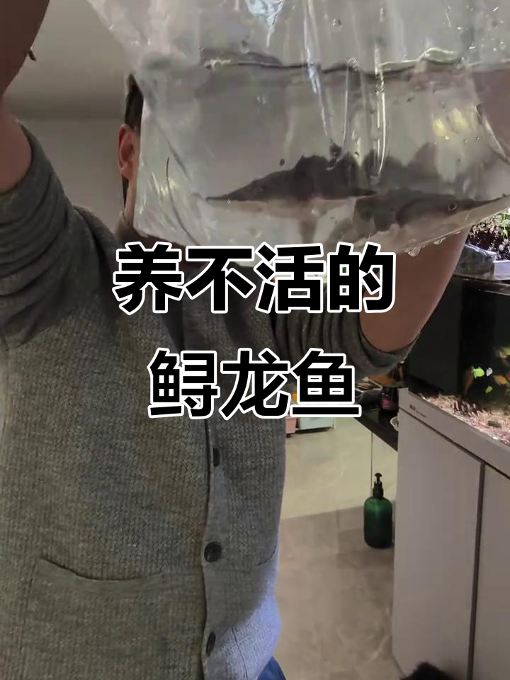 鲟龙鱼难养?像鲨鱼的它竟然能混养!