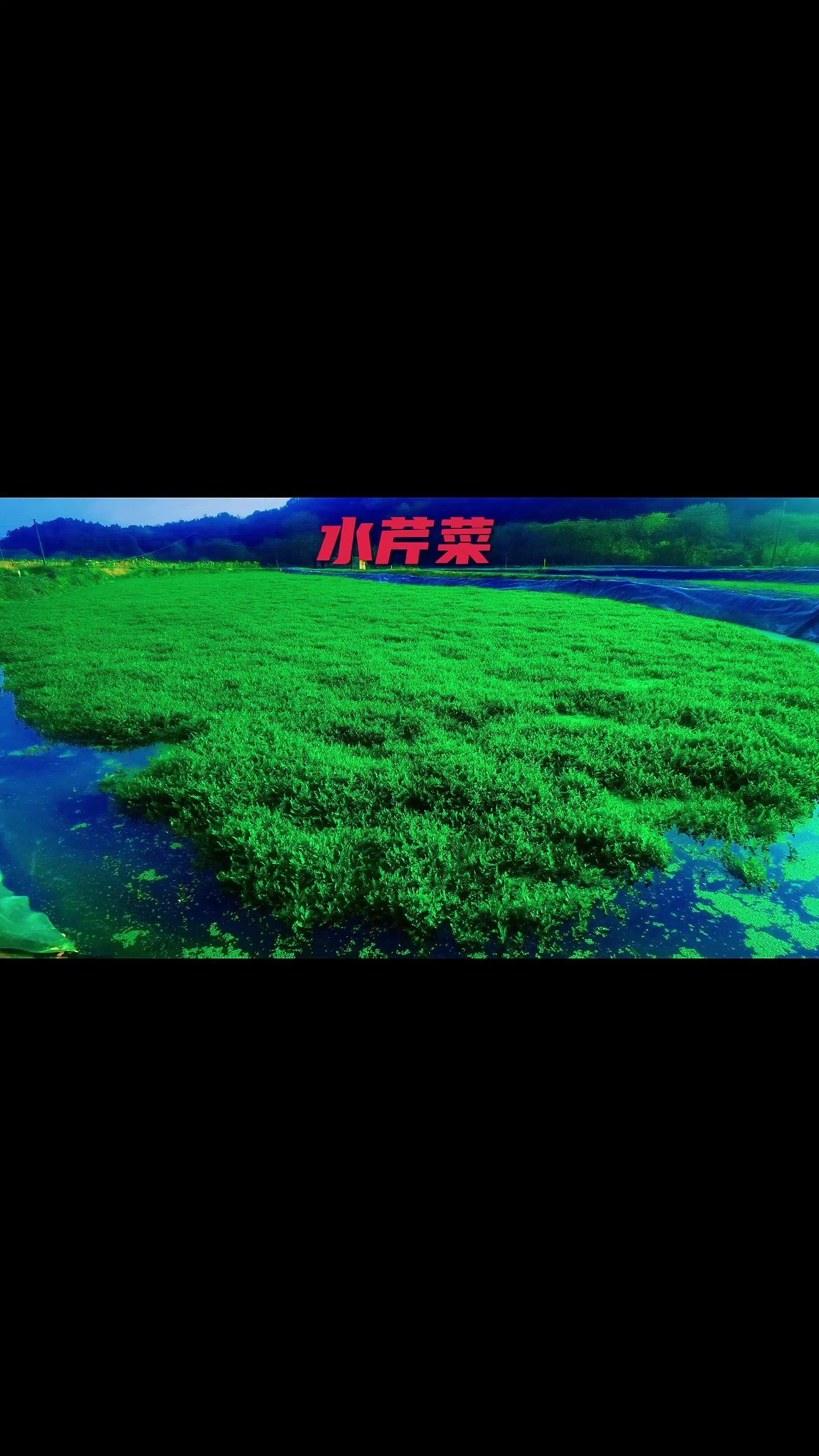 水芹菜,分布于广东、湖南、四川、云南、河北等地。是一种多年生的草本植物,生长在沼泽地或湿地