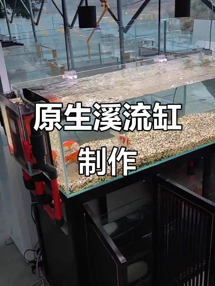 溪流缸制作全攻略:原生造景与过滤系统设计