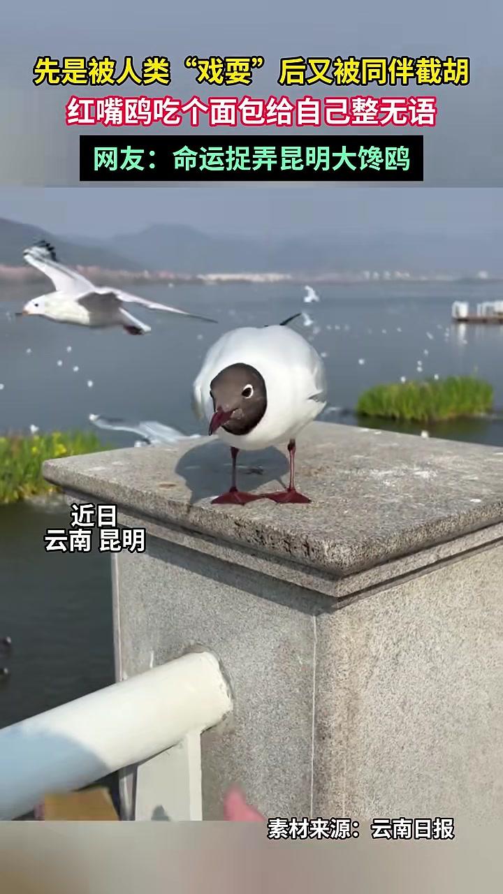 先是被人类“戏耍”，后又被同伴截胡，红嘴鸥吃个面包给自己整无语！网友：命运捉弄昆明大馋鸥。