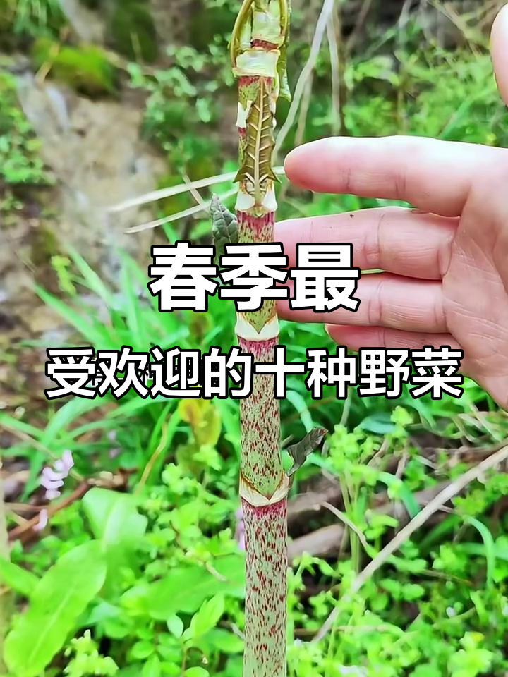 北方春季必吃十大野菜，看看你吃过几种？