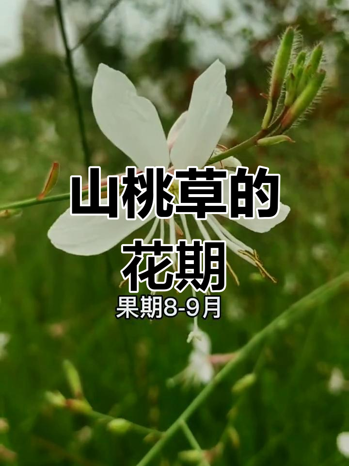 山桃草:与阳光竞速的美丽花朵